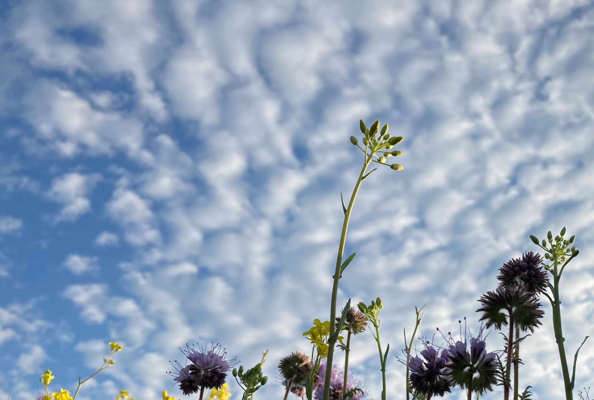 Knoppen tegen de lucht